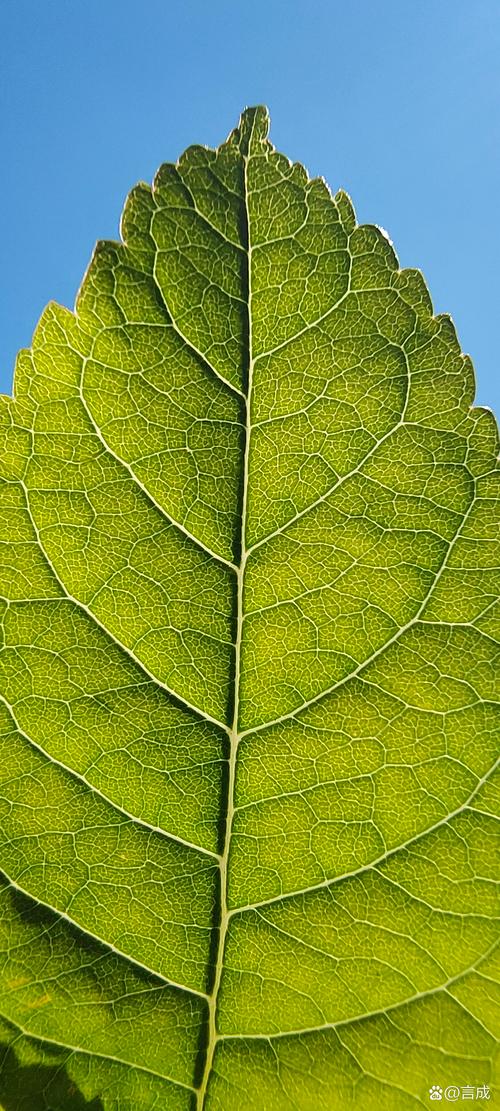 TP安卓版官方正版营销策略揭秘：破解版和绿色标签背后的流量生意